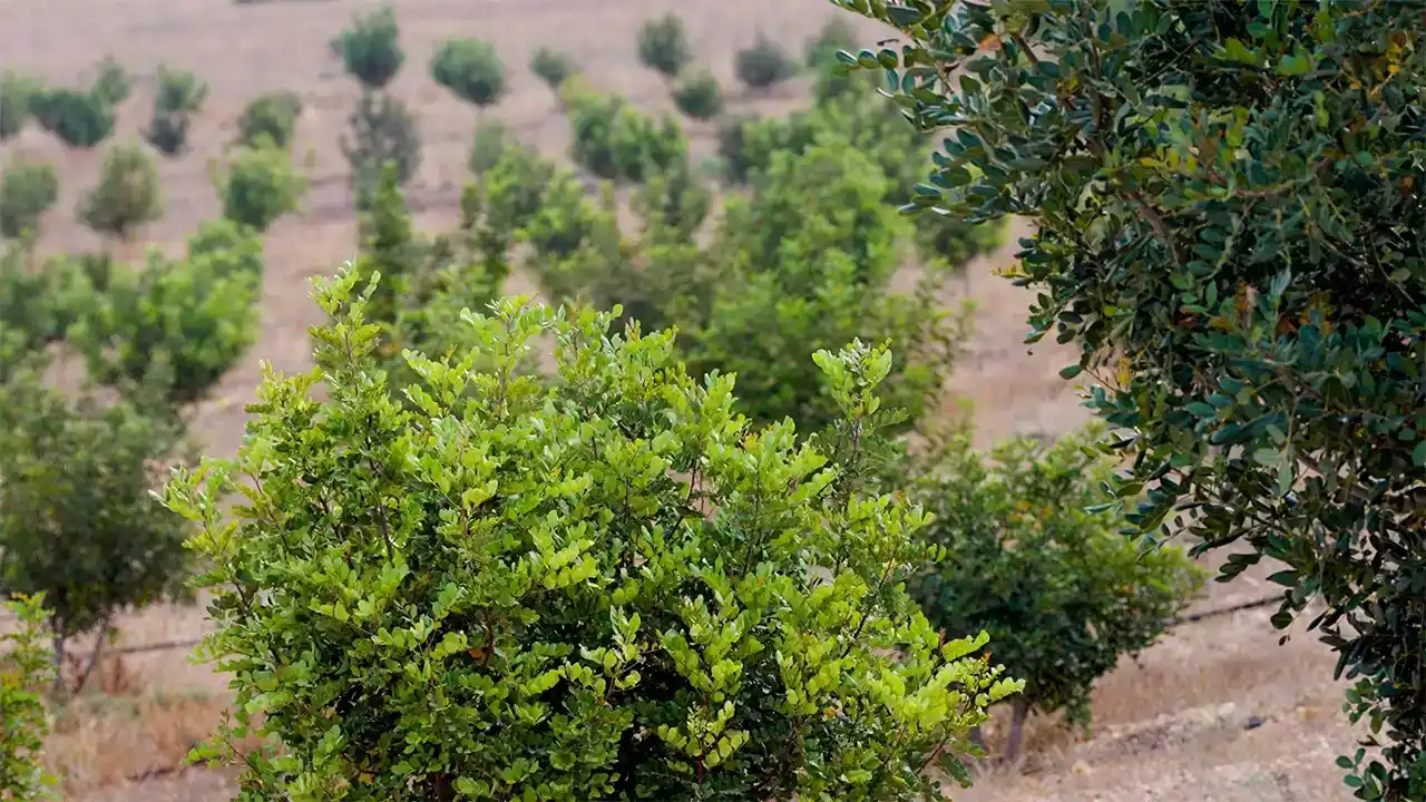 Sustainable Orchards